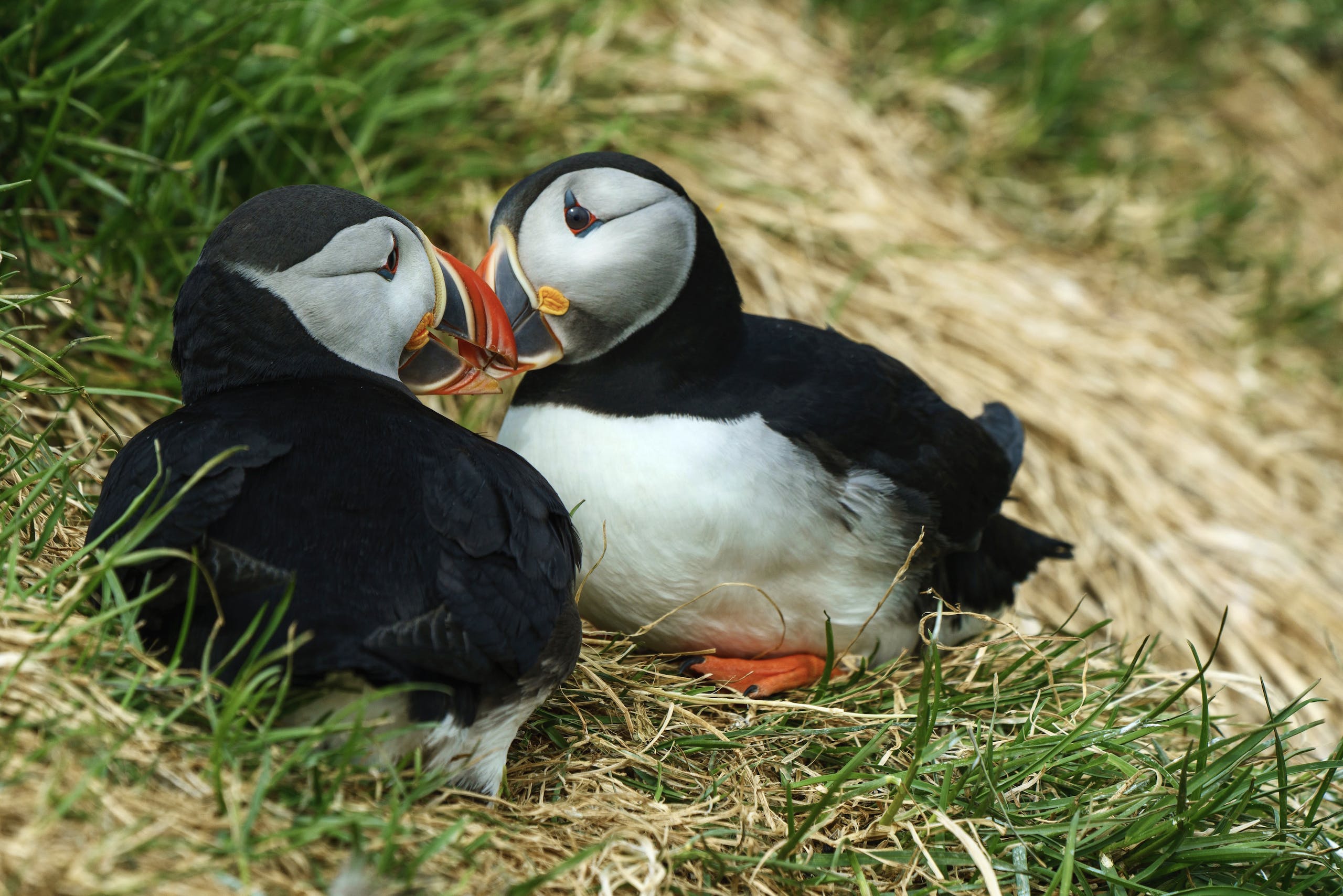 Best Place to See Puffins in Iceland: A Guide to the Top Locations